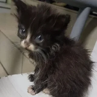 🐈
