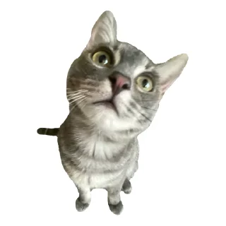 🙀