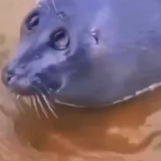 🥺