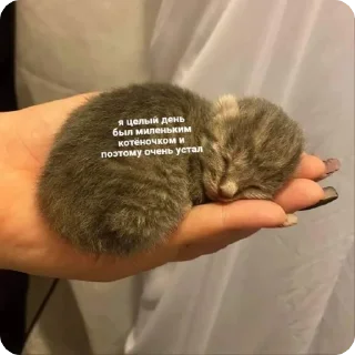 😿