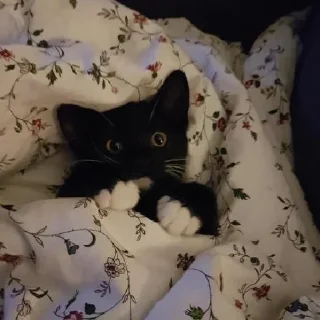 😺