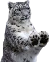 🐾