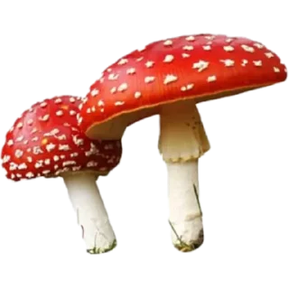 🍄