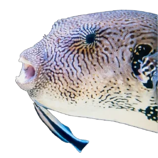 😗