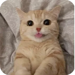 🐱
