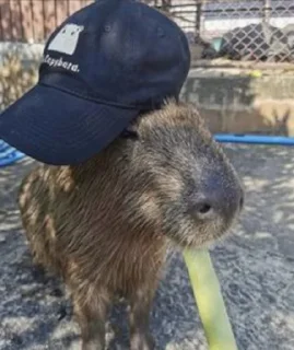🧢