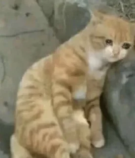 🥺