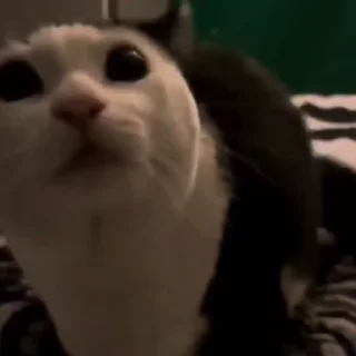 🤩