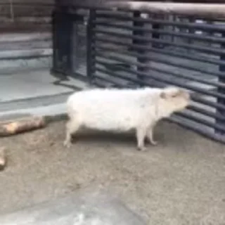 🦫