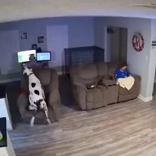 🐩