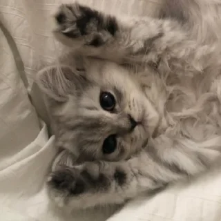 🐈