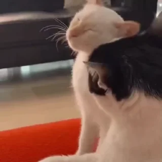 🐈