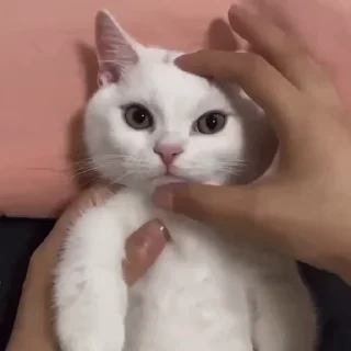 🐾