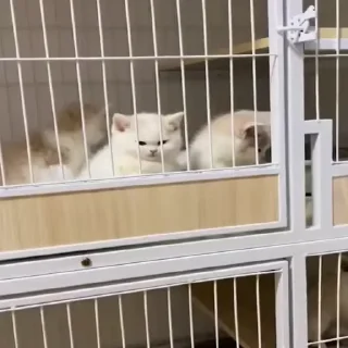 🐱