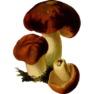 🍄