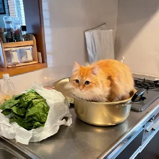 🐈