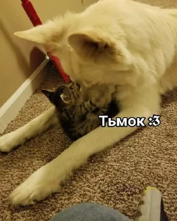 😽
