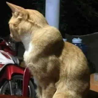 💪