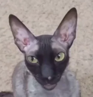 🤩