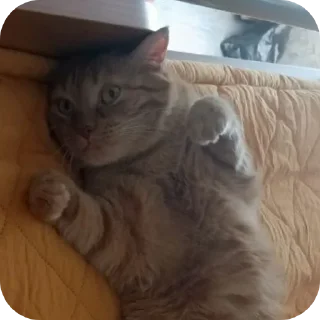 🐱