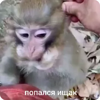 😼