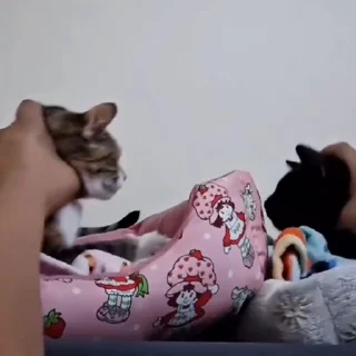 🐈