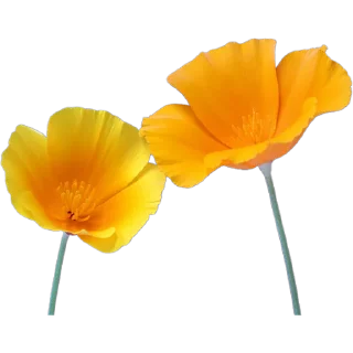 🌼