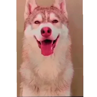 👍