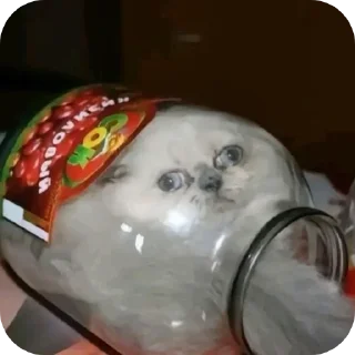 🍲