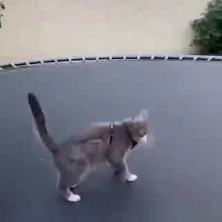 😎