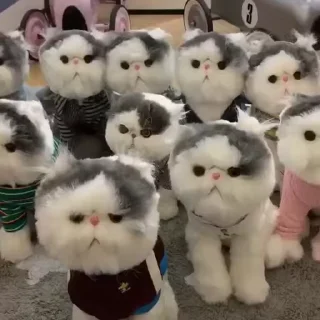 🐈