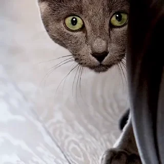 🤩