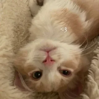 💗