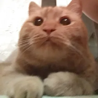 🙀