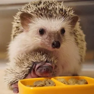 🦔