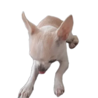 🐶