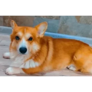 🐶