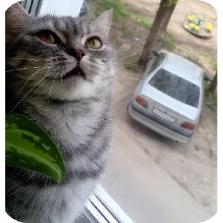 🚗