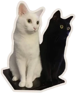 🐈