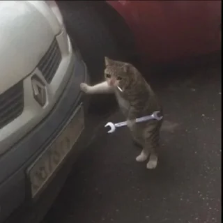 🐈