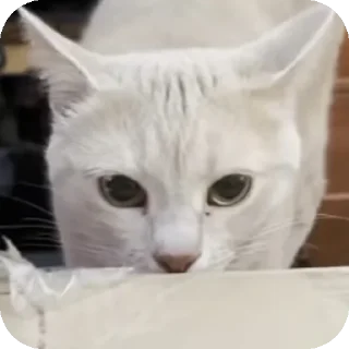 👃