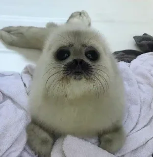 😯