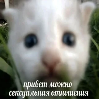 😸