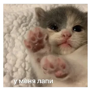 🐾