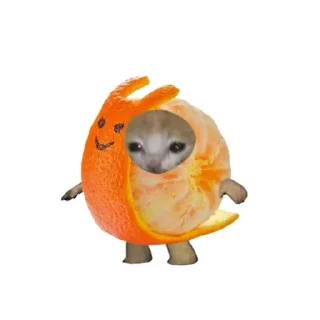 🐱