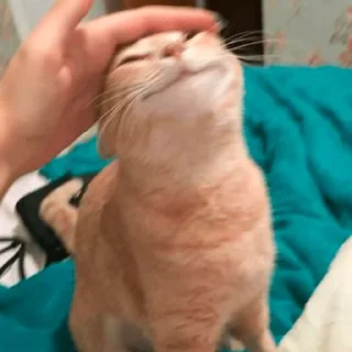 😇