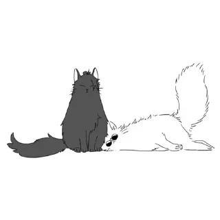 🐈‍⬛️