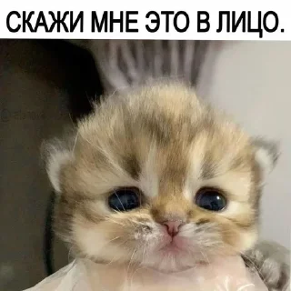🐱