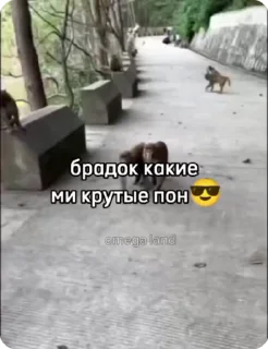 🌟