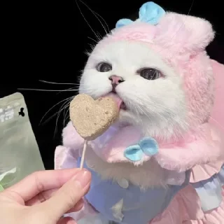 🐈